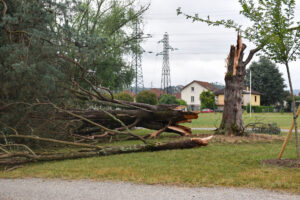 Arbre arraché plaine des jeux des Boriottes