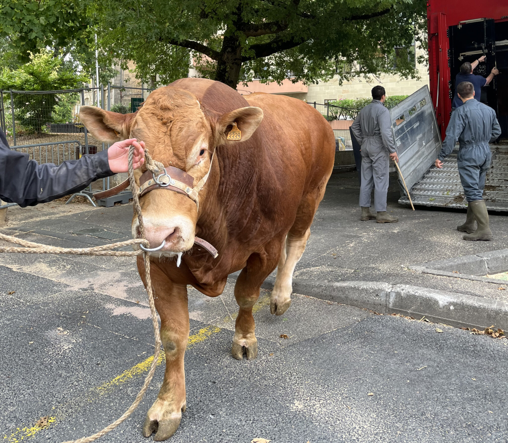 Arrivée de Limousine sur le Festival de l'élevage