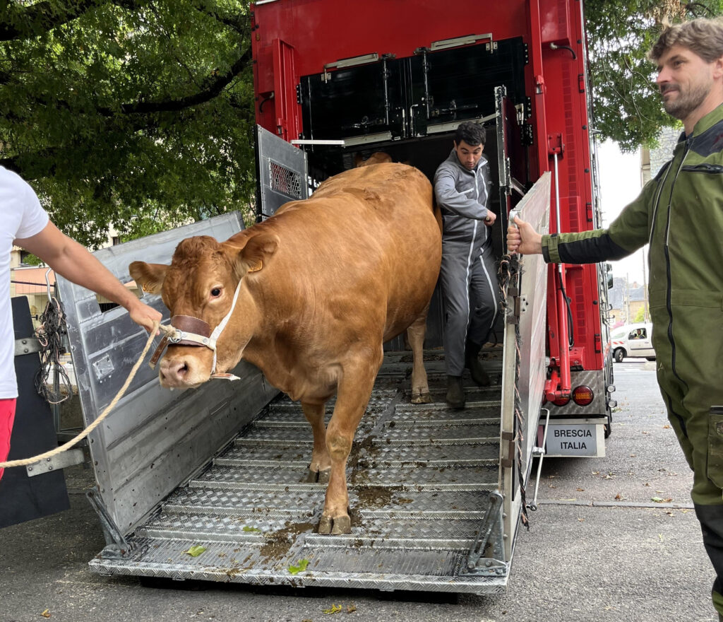 Arrivée des premiers animaux