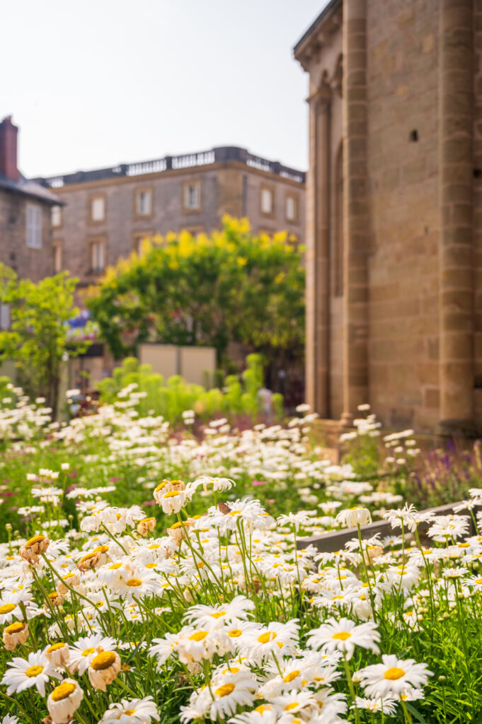 Collégiale en fleurs - Xavier Harismendy - Ville de Brive-2297