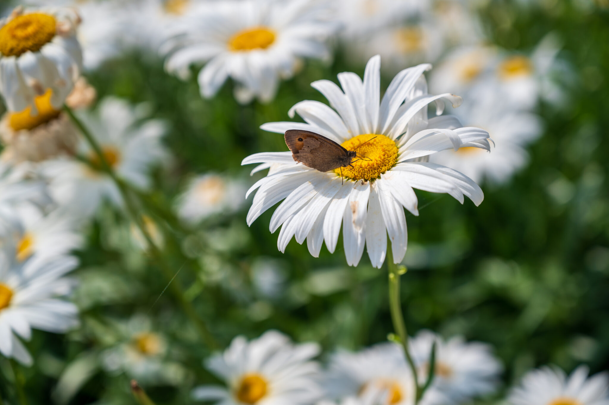 Collégiale en fleurs - Xavier Harismendy - Ville de Brive-2298