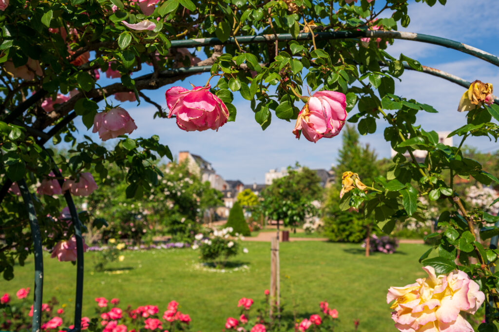 Roseraie - Xavier Harismendy - Ville de Brive - XAV-4688