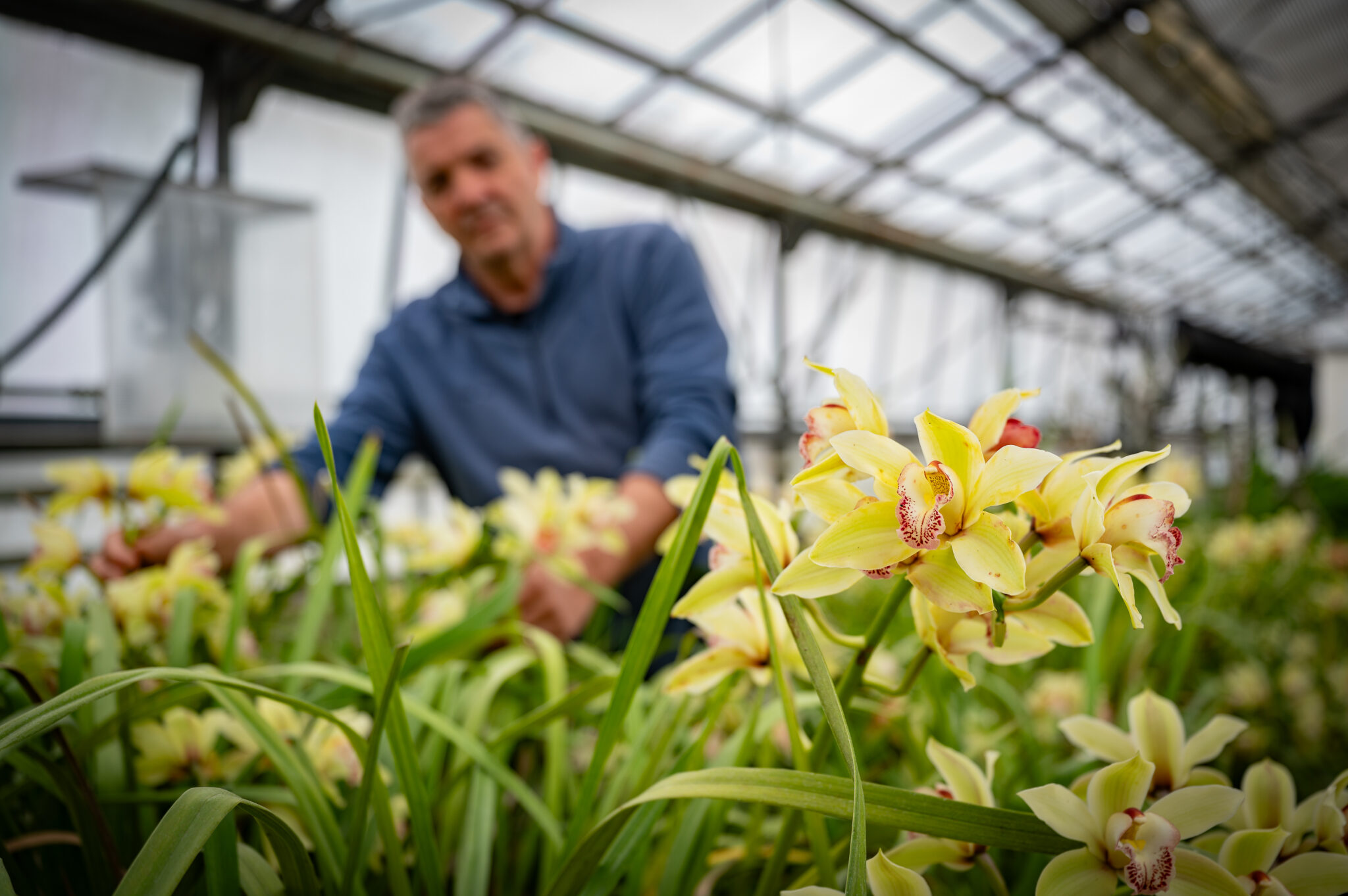 Serres - Service Cadre de vie Espaces Verts - Raphaël Josse - Ville de Brive - 5479