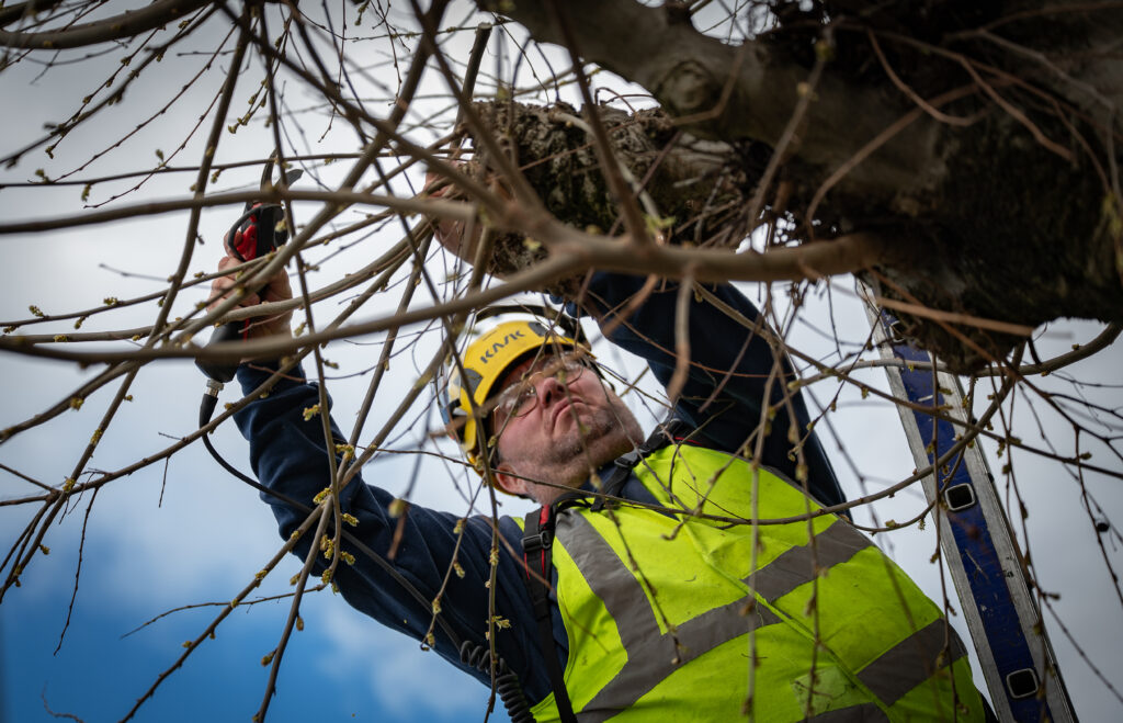 Taille des arbres - Service Cadre de vie Espaces Verts - Raphaël Josse - Ville de Brive - 5363