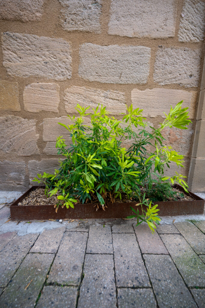 Végétalisation - Xavier Harismendy - Ville de Brive-3518