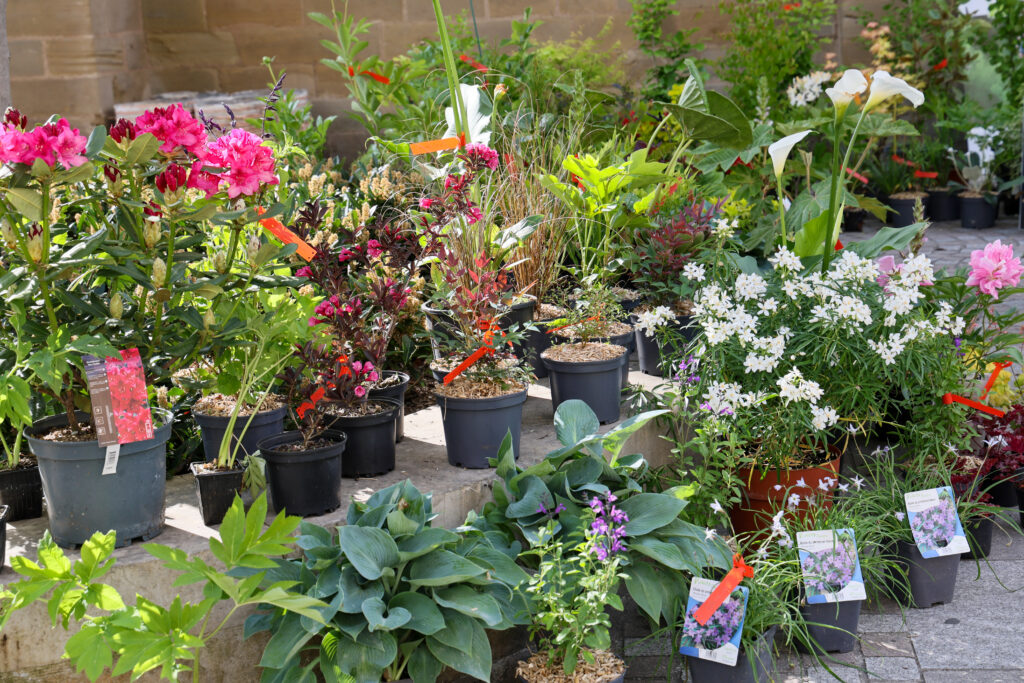 inauguration la fête des jardins Fatima Kaabouch Ville-de-Brive 2V7A8022