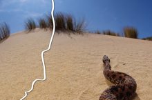 affiche des-serpents-dans-nos-tetes